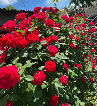 Load image into Gallery viewer, 🌺Climbing Rose Seeds | Free Fertilizer--Supplement nitrogen, phosphorus and potassium