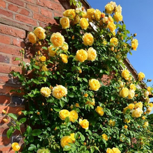 Load image into Gallery viewer, 🌺Climbing Rose Seeds | Free Fertilizer--Supplement nitrogen, phosphorus and potassium