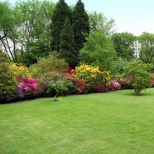 Load image into Gallery viewer, 🔥⏰Last Day Promotion - 🌱 Evergreen dwarf grass seed for four seasons🌾 | Create your perfect lawn here🌼
