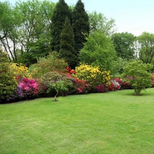 🔥⏰Last Day Promotion - 🌱 Evergreen dwarf grass seed for four seasons🌾 | Create your perfect lawn here🌼