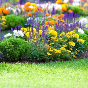 All Seasons Mix Flower Seeds– 100+ Kinds