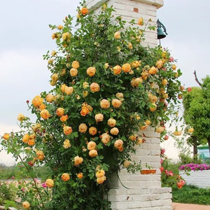 Climbing Vine Rose Flowers🌹