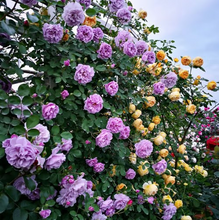 Load image into Gallery viewer, Climbing Vine Rose Flowers🌹