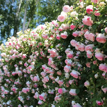 Load image into Gallery viewer, Climbing Vine Rose Flowers🌹