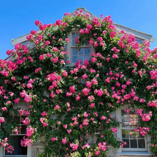 Load image into Gallery viewer, 🌺Climbing Rose Seeds | Free Fertilizer--Supplement nitrogen, phosphorus and potassium