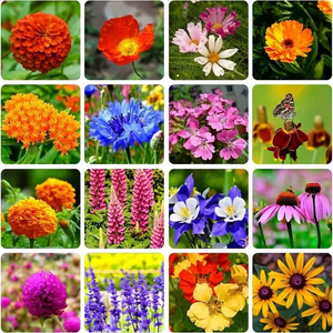 All Seasons Mix Flower Seeds– 100+ Kinds