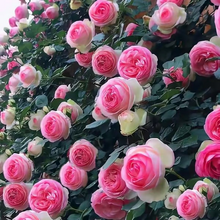 Load image into Gallery viewer, 🌺Climbing Rose Seeds | Free Fertilizer--Supplement nitrogen, phosphorus and potassium