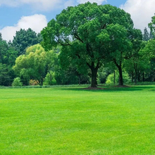 Load image into Gallery viewer, 🔥⏰Last Day Promotion - 🌱 Evergreen dwarf grass seed for four seasons🌾 | Create your perfect lawn here🌼