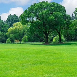 🔥⏰Last Day Promotion - 🌱 Evergreen dwarf grass seed for four seasons🌾 | Create your perfect lawn here🌼