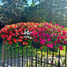 Load image into Gallery viewer, Best Flower For Shade: Mixed Impatiens Balsamina Seeds