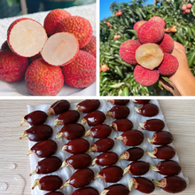 Load image into Gallery viewer, ✨Seedless Lychee Seeds