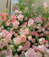 Load image into Gallery viewer, 🌺Climbing Rose Seeds | Free Fertilizer--Supplement nitrogen, phosphorus and potassium