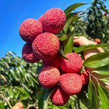 Load image into Gallery viewer, ✨Seedless Lychee Seeds