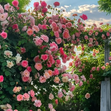 Load image into Gallery viewer, Climbing Vine Rose Flowers🌹