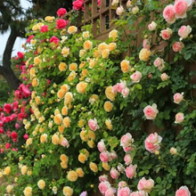 Load image into Gallery viewer, Climbing Vine Rose Flowers🌹