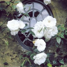 Load image into Gallery viewer, Climbing Vine Rose Flowers🌹
