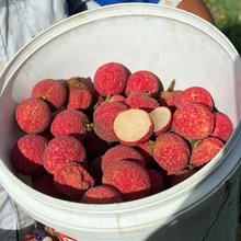 Load image into Gallery viewer, ✨Seedless Lychee Seeds