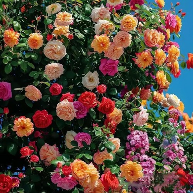 Climbing Vine Rose Flowers🌹