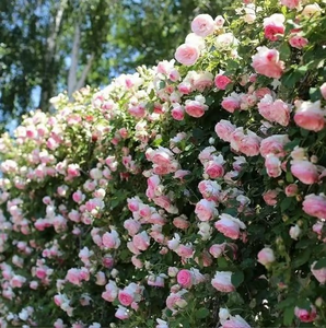 Climbing Vine Rose Flowers🌹