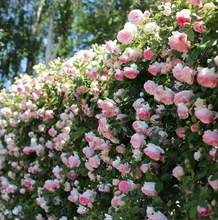 Load image into Gallery viewer, Climbing Vine Rose Flower Seeds🌹