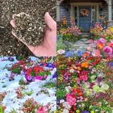 Load image into Gallery viewer, All Seasons Mix Flower Seeds– 100+ Kinds