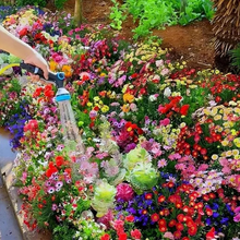 Load image into Gallery viewer, All Seasons Mix Flower Seeds– 100+ Kinds