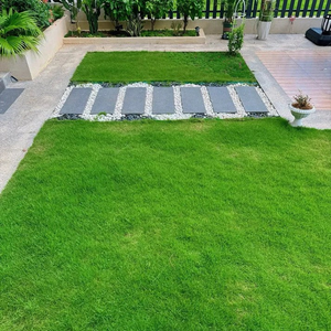🔥⏰Last Day Promotion - 🌱 Evergreen dwarf grass seed for four seasons🌾 | Create your perfect lawn here🌼