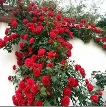 Load image into Gallery viewer, Climbing Vine Rose Flowers🌹