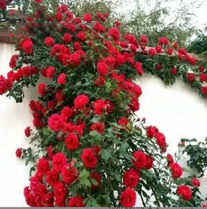 Climbing Vine Rose Flowers🌹